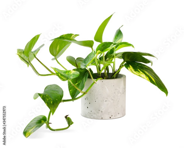 Obraz Epipremnum aureum (family Araceae) plant in pot