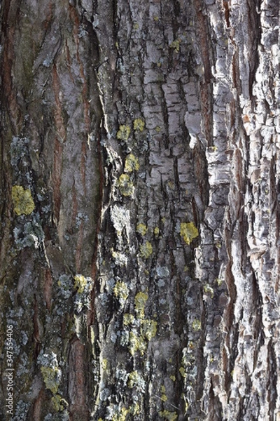 Fototapeta Lichen on a tree