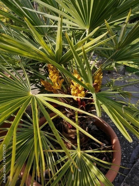 Fototapeta palm pot-tree  blooming