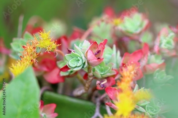 Obraz fleur, Plante grasse
