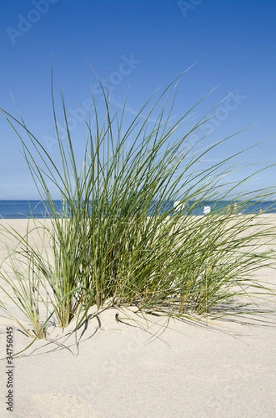 Obraz Trawa wydmowa