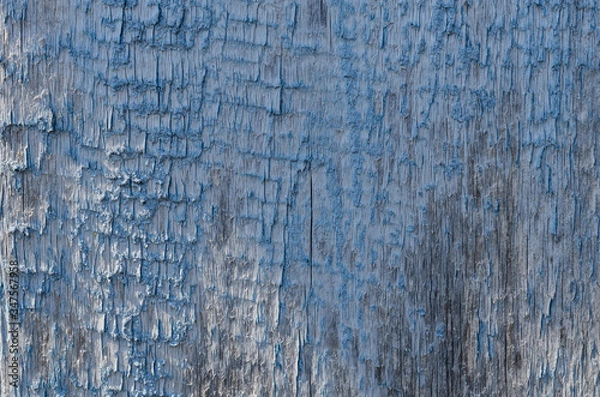 Obraz old wood texture with a shabby blue paint