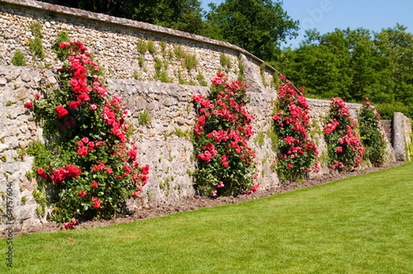 Obraz roses