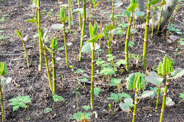 Fototapeta Polygonum sachalinense in spring. Green young plant in spring. Stalks of Polygonum sachalinense
