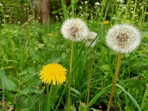 Fototapeta Beautiful living nature as a symbol of the beginning of summer
