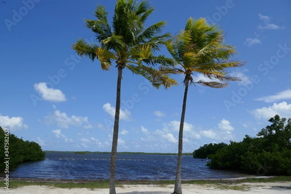 Obraz Palm trees in Front of the ocean 