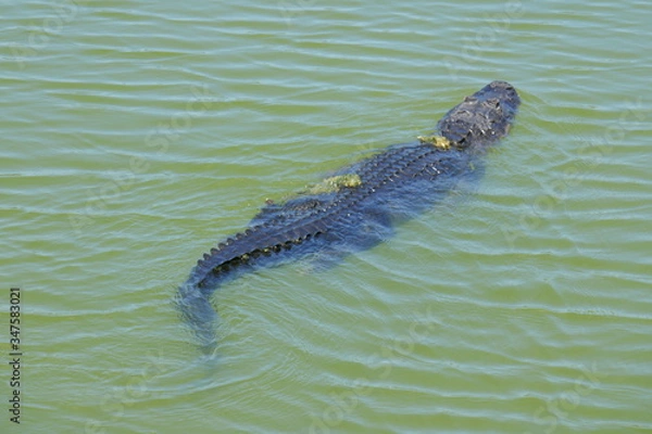 Obraz Alligator Swimming in the water