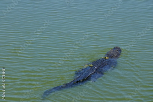 Obraz Alligator Swimming in the water