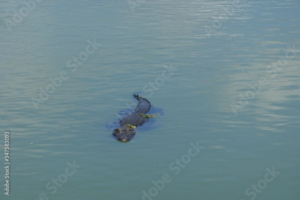 Obraz Swimmingpool Alligator 