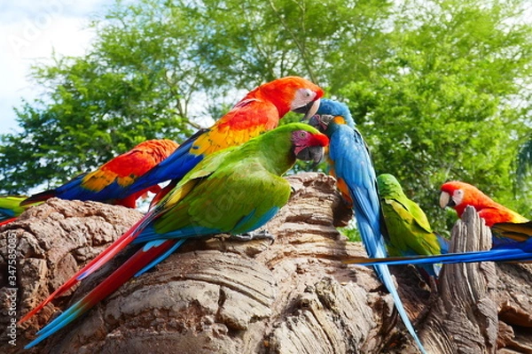 Obraz Colorful parrots on a rock 
