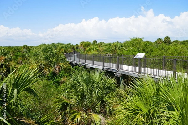 Obraz bridge over the trees and palms