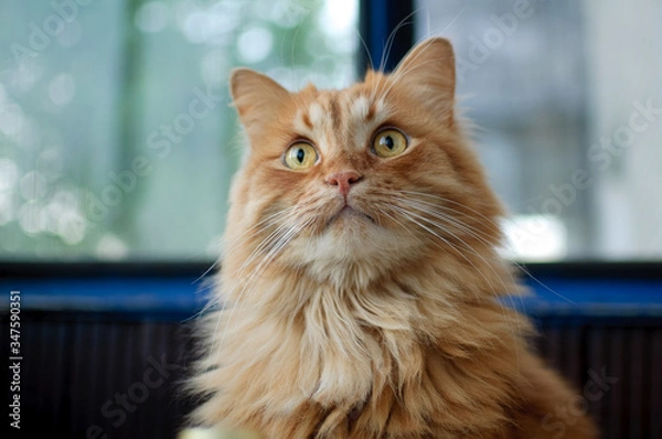 Fototapeta Red young cat is sitting on the floor and looking at the camera on big windows background on the balcony, domestic pets concept