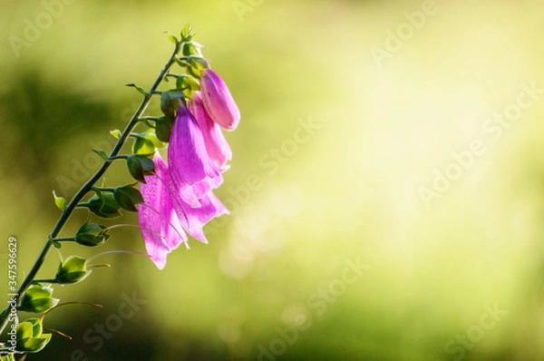 Fototapeta Beautiful flower in the forest