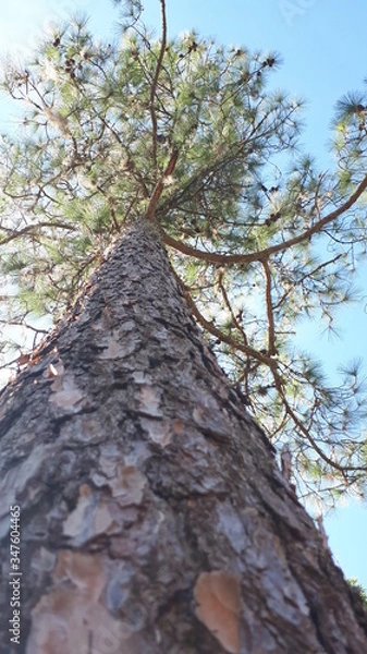 Obraz trunk of a tree