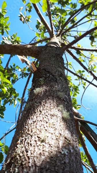 Obraz tree in the park