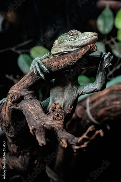 Obraz .Chameleon on a branch  front view