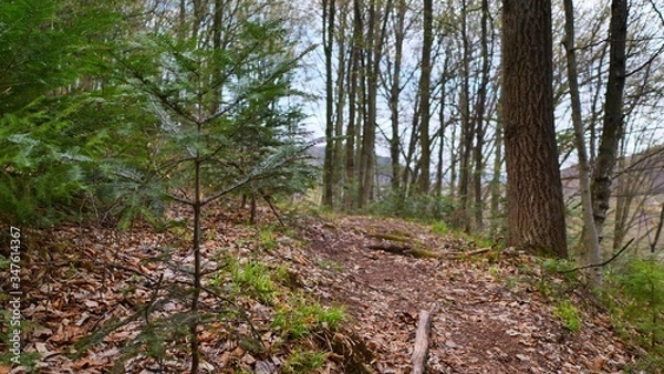 Fototapeta path in forest