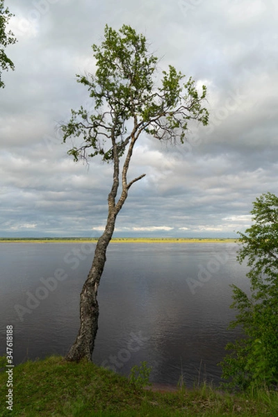 Obraz tree on the river