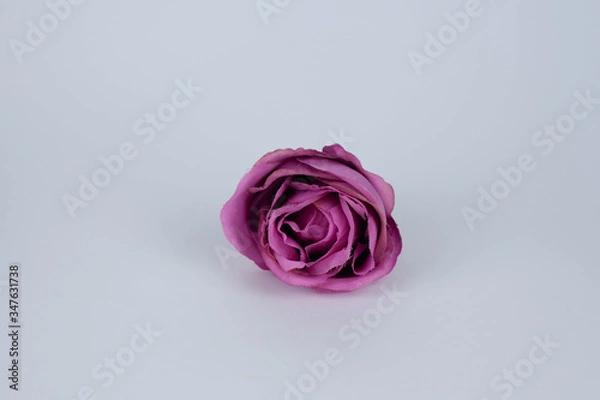 Obraz red rose on a white background