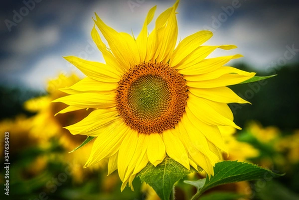 Obraz Sunflower close up image