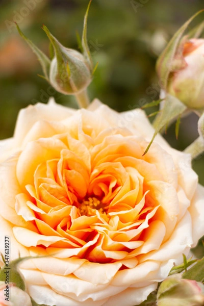 Obraz ROSAS EN FLOR