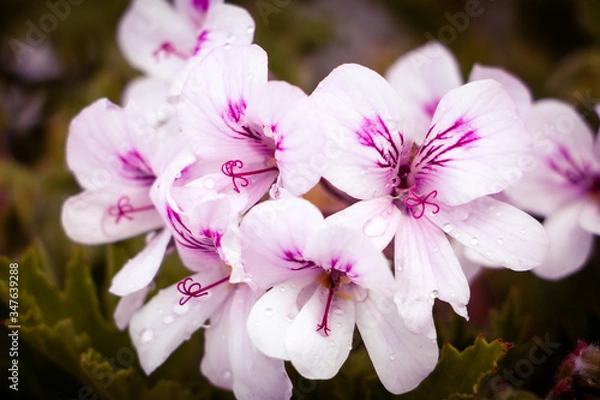 Obraz GERANIO EN FLOR