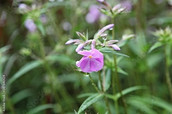 Fototapeta 한국 인천시 남동구 인천대공원 입니다