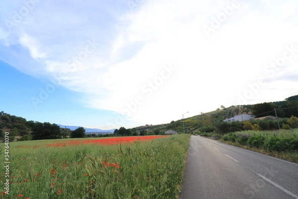 Obraz Campi di papaveri