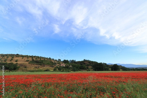Obraz Campi di papaveri