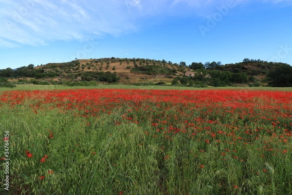 Obraz Campi di papaveri