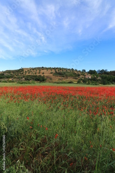 Obraz Campi di papaveri