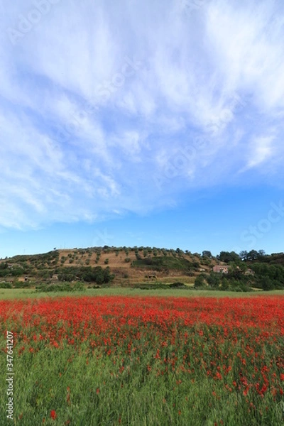 Obraz Campi di papaveri
