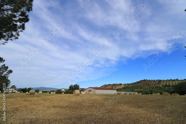 Obraz Campi di grano