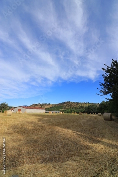 Obraz Campi di grano