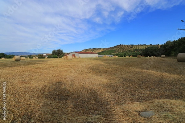 Obraz Campi di grano