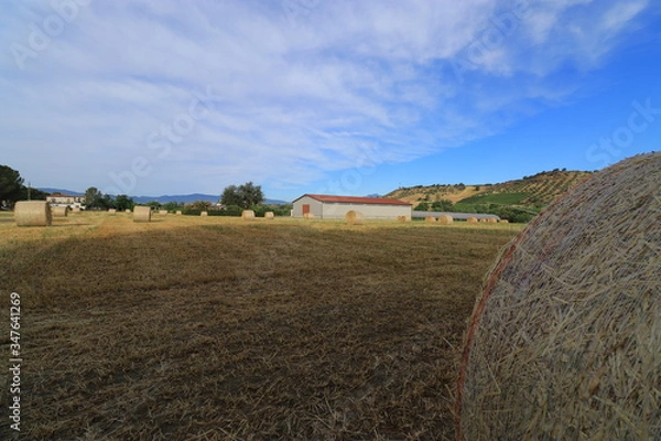 Obraz Campi di grano