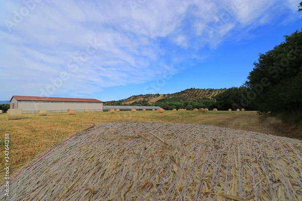 Obraz Campi di grano