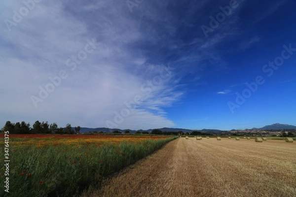 Obraz Campi di papaveri