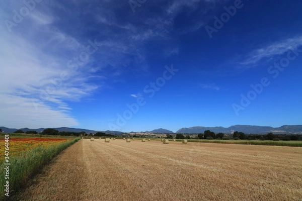 Obraz Campi di papaveri