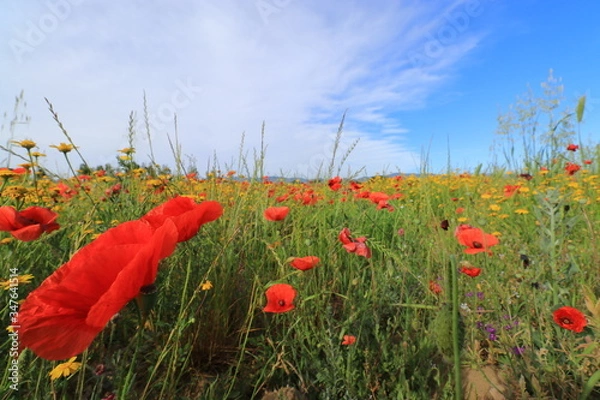 Obraz Campi di papaveri