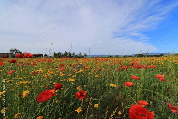 Obraz Campi di papaveri