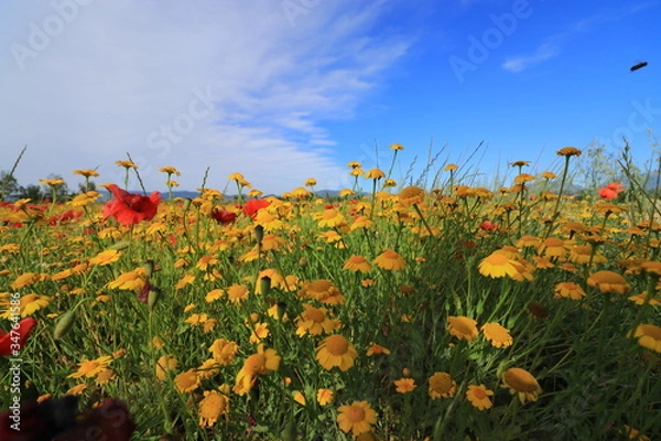 Obraz Campi di papaveri