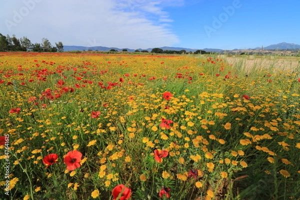 Obraz Campi di papaveri