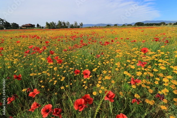 Obraz Campi di papaveri