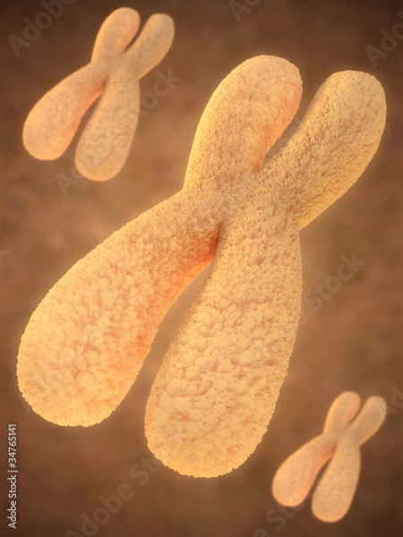 Obraz chromosome