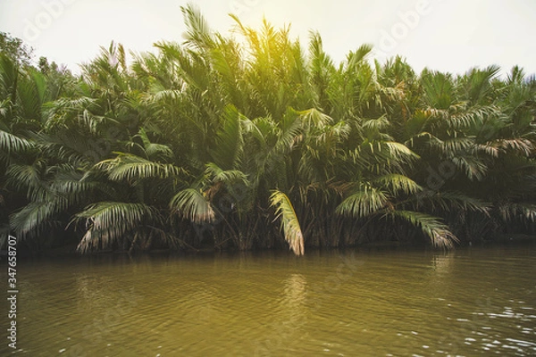 Fototapeta  nipa palm tree