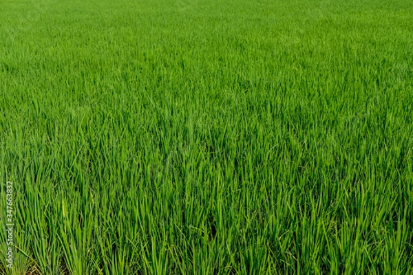 Obraz green padi rice field farm green organic grass