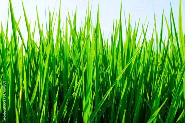 Obraz close up green grass