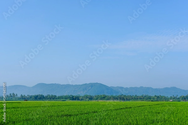 Obraz farm fields green rice nature farm blue sky background
