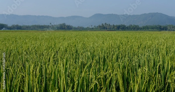 Obraz farm fields green rice nature farm blue sky background